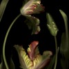 Edvard Koinberg – „Herbarium amoris“