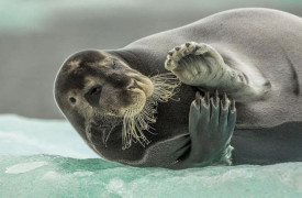 K2_04_Audun-Rikardsen_Flirtende-Bartrobbe_Flirting-bearded-seal