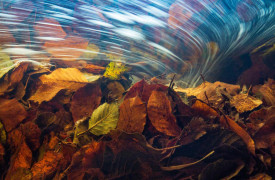 K6_07_Theo-Bosboom_Die-Reise-der-Herbstblaetter_The-journey-of-the-autumn-leaves