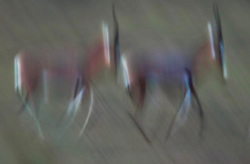 K9_AllOverWinner_Neil-Aldridge_Lebendige-Felszeichnung_Living-Rock-Art