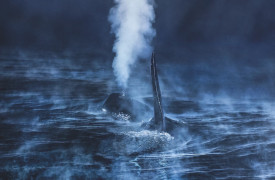 GDT-ENJ-2016-Audun-Rikardsen