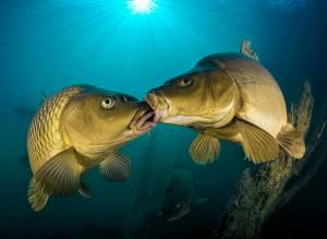 Enj 2025 Ferenc Lorincz Hu Enj 2025 Ferenc Lorincz Hu