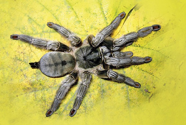 Psalmopoeus-cambridgei Psalmopoeus-cambridgei